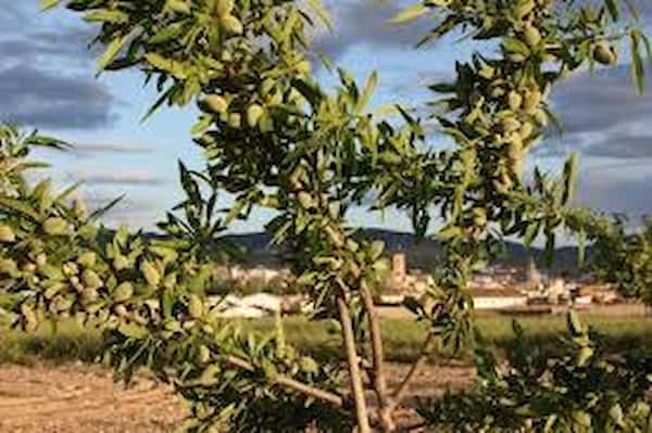 فروش نهال بادام دوساله + قیمت خرید به صرفه